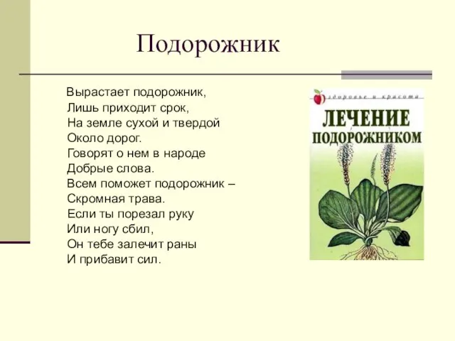 Подорожник Вырастает подорожник, Лишь приходит срок, На земле сухой и твердой Около