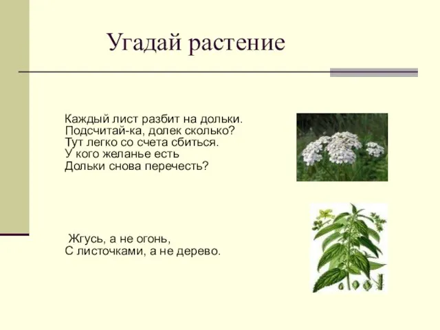 Угадай растение Каждый лист разбит на дольки. Подсчитай-ка, долек сколько? Тут легко