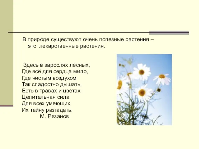 В природе существуют очень полезные растения – это лекарственные растения. Здесь в