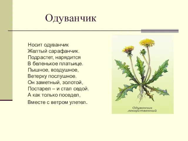 Одуванчик Носит одуванчик Желтый сарафанчик. Подрастет, нарядится В беленькое платьице. Пышное, воздушное,