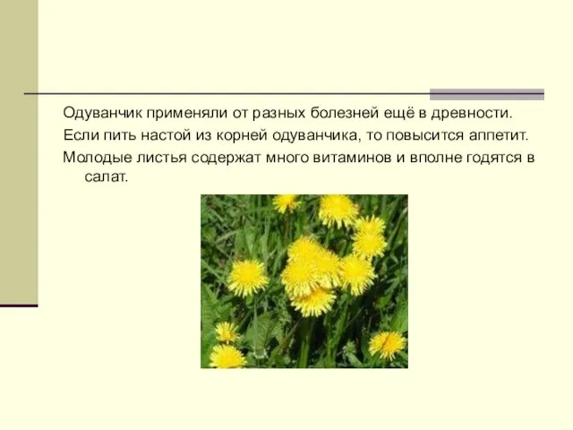 Одуванчик применяли от разных болезней ещё в древности. Если пить настой из