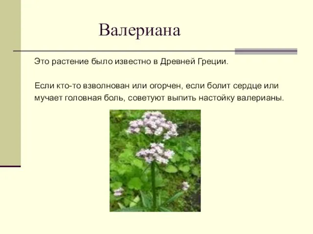 Валериана Это растение было известно в Древней Греции. Если кто-то взволнован или