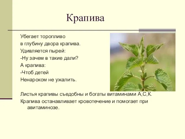 Крапива Убегает торопливо в глубину двора крапива. Удивляется пырей: -Ну зачем в