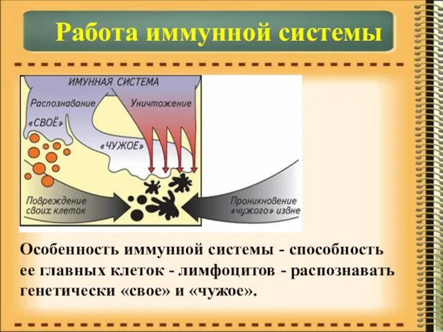 Работа иммунной системы Особенность иммунной системы - способность ее главных клеток -