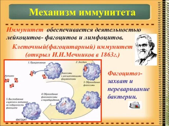 Иммунитет обеспечивается деятельностью лейкоцитов- фагоцитов и лимфоцитов. Механизм иммунитета Клеточный(фагоцитарный) иммунитет (открыл