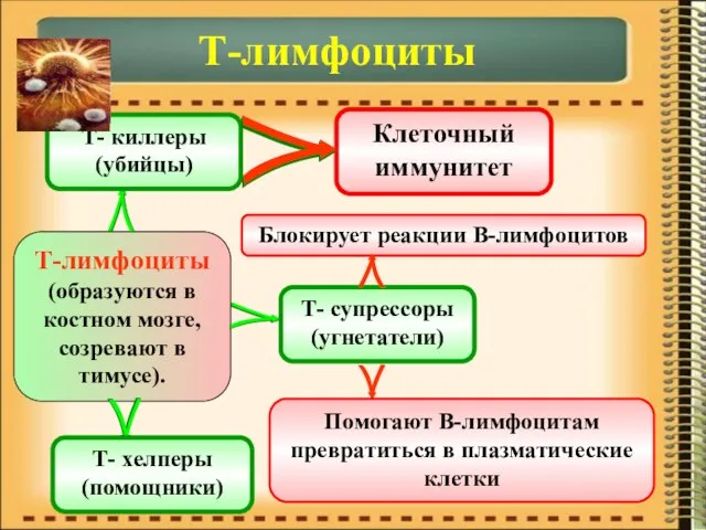 Т-лимфоциты Т-лимфоциты (образуются в костном мозге, созревают в тимусе). Т- киллеры (убийцы)