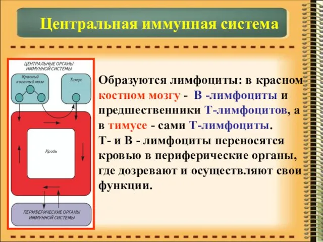 Центральная иммунная система Образуются лимфоциты: в красном костном мозгу - В -лимфоциты