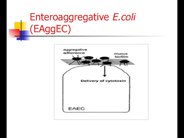 Enteroaggregative E.coli (EAggEC)