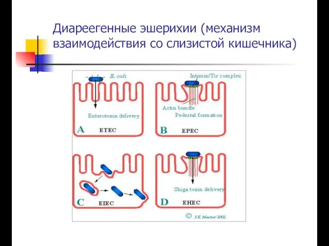 Диареегенные эшерихии (механизм взаимодействия со слизистой кишечника)