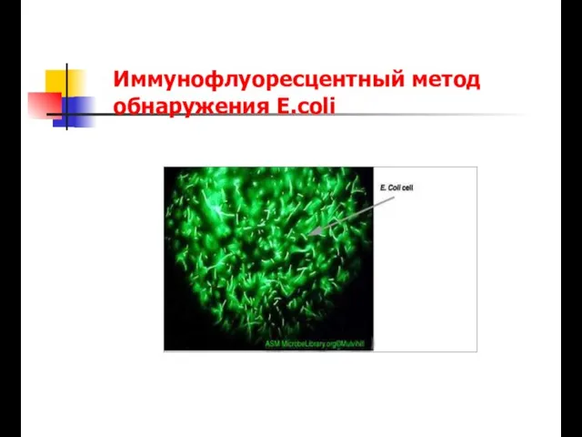 Иммунофлуоресцентный метод обнаружения E.coli