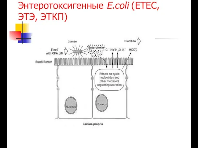 Энтеротоксигенные E.coli (ETEC, ЭТЭ, ЭТКП)