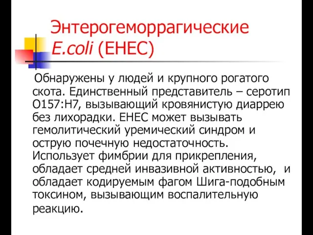 Энтерогеморрагические E.coli (EHEC) Обнаружены у людей и крупного рогатого скота. Единственный представитель