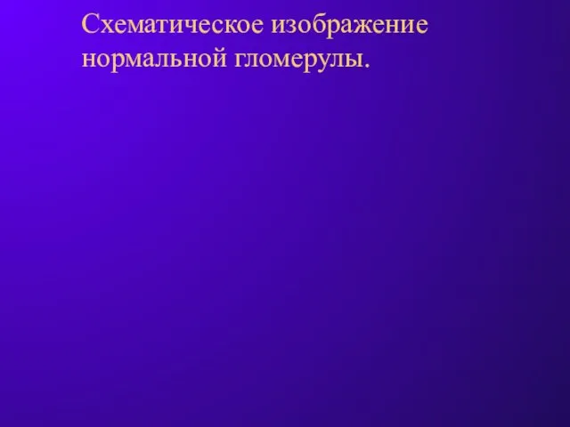 Схематическое изображение нормальной гломерулы.