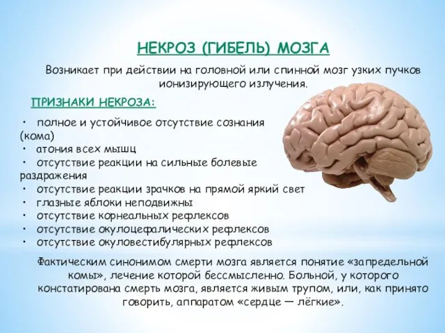 НЕКРОЗ (ГИБЕЛЬ) МОЗГА Возникает при действии на головной или спинной мозг узких