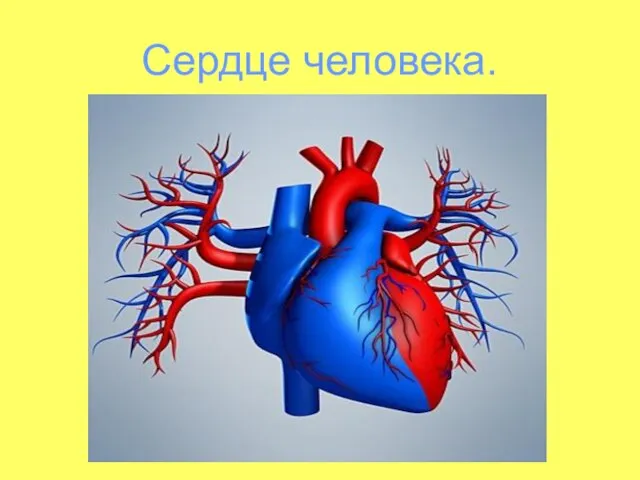 Сердце человека.