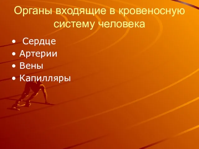 Органы входящие в кровеносную систему человека Сердце Артерии Вены Капилляры