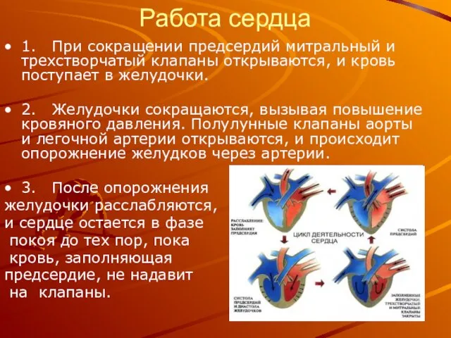 Работа сердца 1. При сокращении предсердий митральный и трехстворчатый клапаны открываются, и