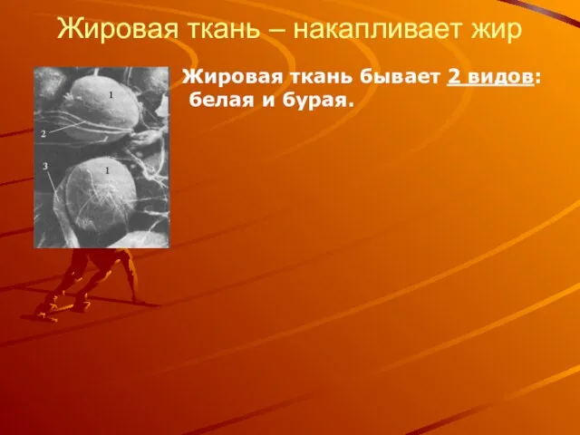 Жировая ткань – накапливает жир Жировая ткань бывает 2 видов: белая и бурая.