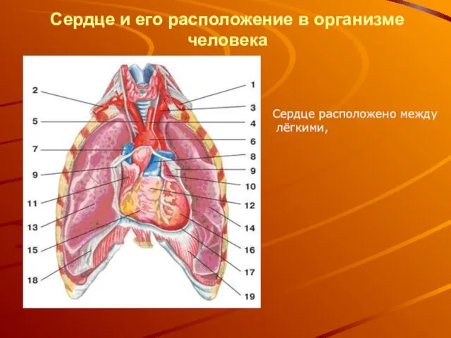 Сердце и его расположение в организме человека Сердце расположено между лёгкими,