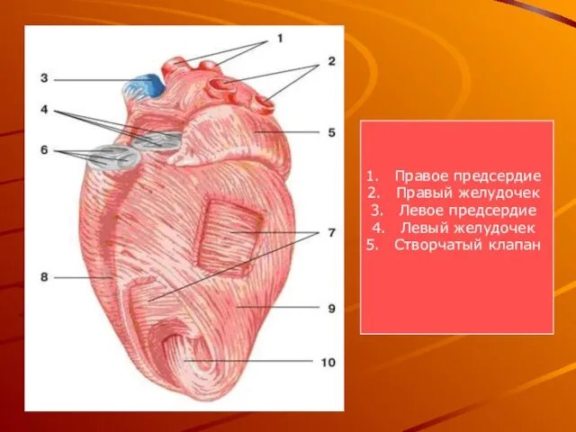 Правое предсердие Правый желудочек Левое предсердие Левый желудочек Створчатый клапан