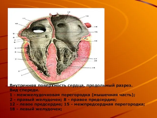 Внутренняя поверхность сердца, продольный разрез. Вид спереди. 1 - межжелудочковая перегородка (мышечная