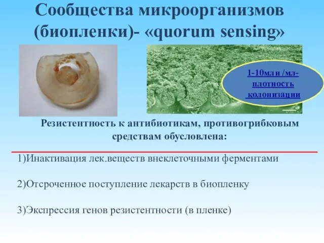 Сообщества микроорганизмов (биопленки)- «quorum sensing» 1-10млн /мл-плотность колонизации Резистентность к антибиотикам, противогрибковым