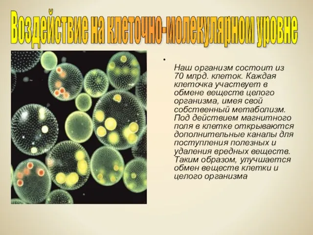 Наш организм состоит из 70 млрд. клеток. Каждая клеточка участвует в обмене