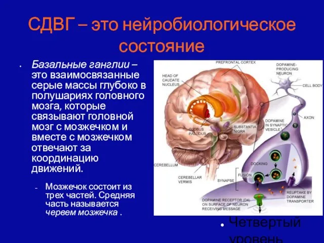 СДВГ – это нейробиологическое состояние Базальные ганглии – это взаимосвязанные серые массы