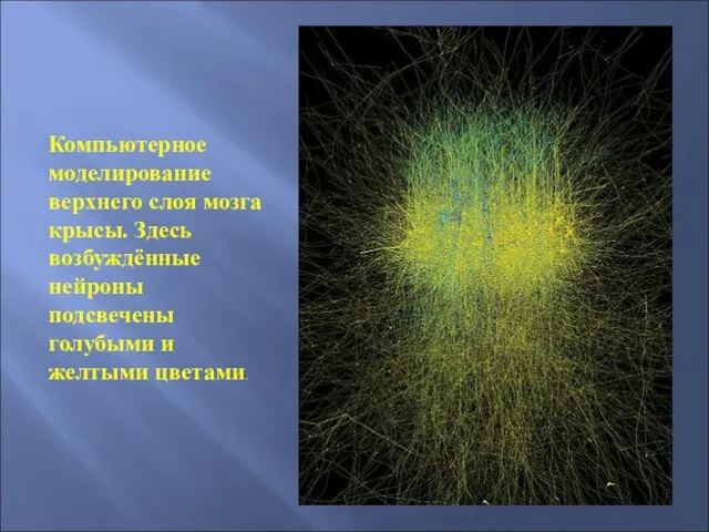 Компьютерное моделирование верхнего слоя мозга крысы. Здесь возбуждённые нейроны подсвечены голубыми и желтыми цветами.