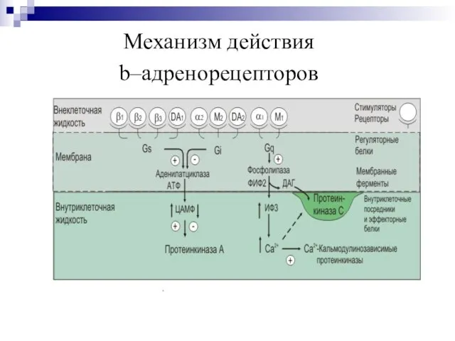 Механизм действия b–адренорецепторов