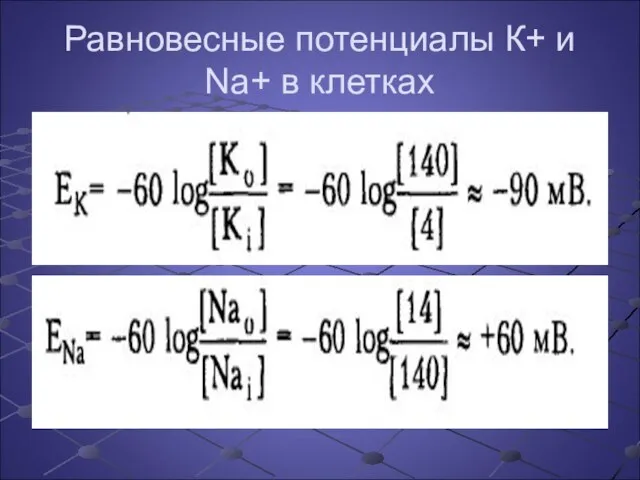 Равновесные потенциалы К+ и Na+ в клетках