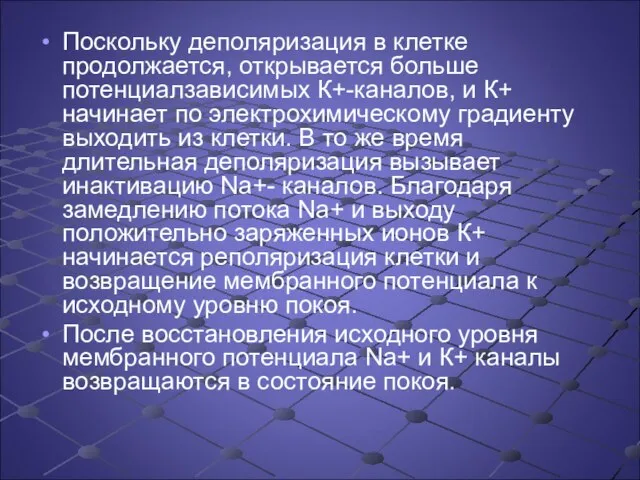 Поскольку деполяризация в клетке продолжается, открывается больше потенциалзависимых К+-каналов, и К+ начинает