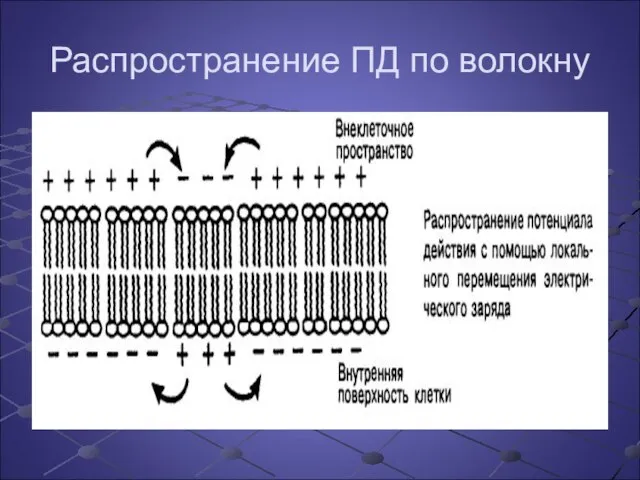 Распространение ПД по волокну