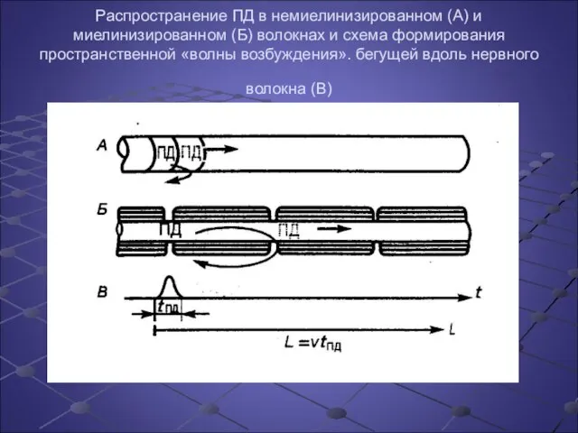 Распространение ПД в немиелинизированном (А) и миелинизированном (Б) волокнах и схема формирования