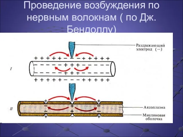 Проведение возбуждения по нервным волокнам ( по Дж. Бендоллу)