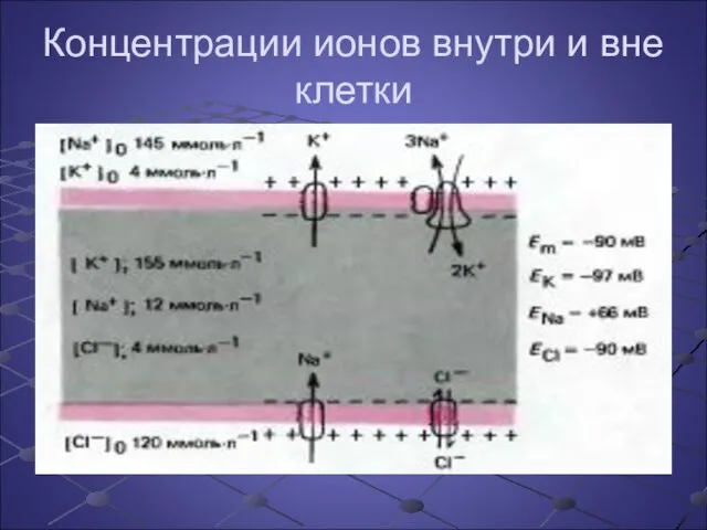 Концентрации ионов внутри и вне клетки