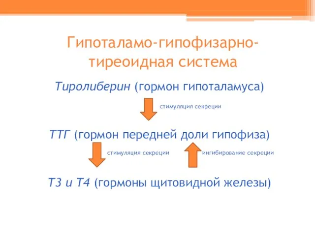 Гипоталамо-гипофизарно-тиреоидная система Тиролиберин (гормон гипоталамуса) стимуляция секреции ТТГ (гормон передней доли гипофиза)