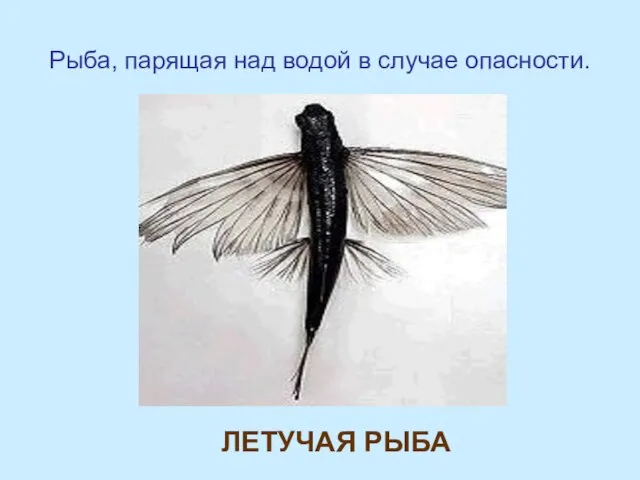 Рыба, парящая над водой в случае опасности. ЛЕТУЧАЯ РЫБА