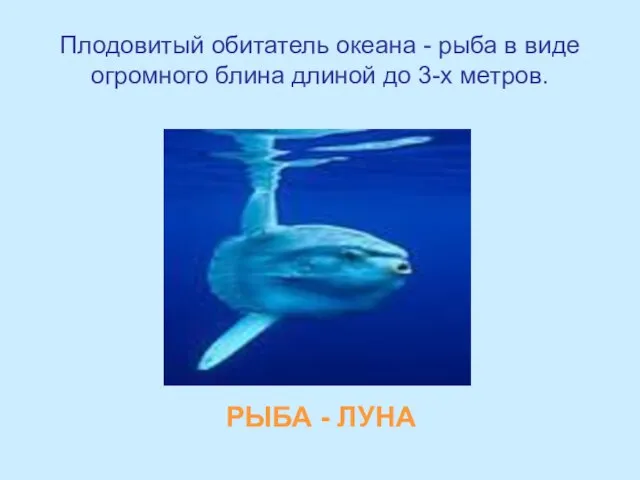 Плодовитый обитатель океана - рыба в виде огромного блина длиной до 3-х метров. РЫБА - ЛУНА