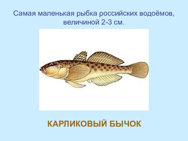 Самая маленькая рыбка российских водоёмов, величиной 2-3 см. КАРЛИКОВЫЙ БЫЧОК