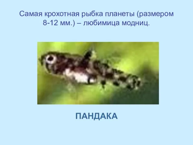 Самая крохотная рыбка планеты (размером 8-12 мм.) – любимица модниц. ПАНДАКА