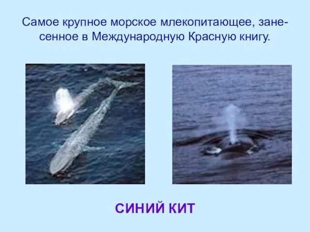 Самое крупное морское млекопитающее, зане- сенное в Международную Красную книгу. СИНИЙ КИТ