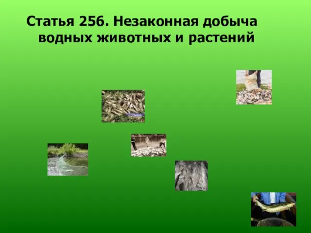 Статья 256. Незаконная добыча водных животных и растений