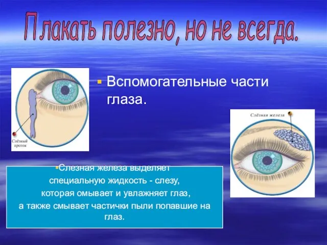 Вспомогательные части глаза. Плакать полезно, но не всегда. Слезная железа выделяет специальную