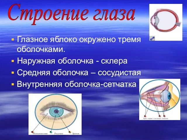 Глазное яблоко окружено тремя оболочками. Наружная оболочка - склера Средняя оболочка –