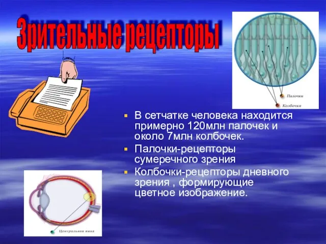 В сетчатке человека находится примерно 120млн палочек и около 7млн колбочек. Палочки-рецепторы