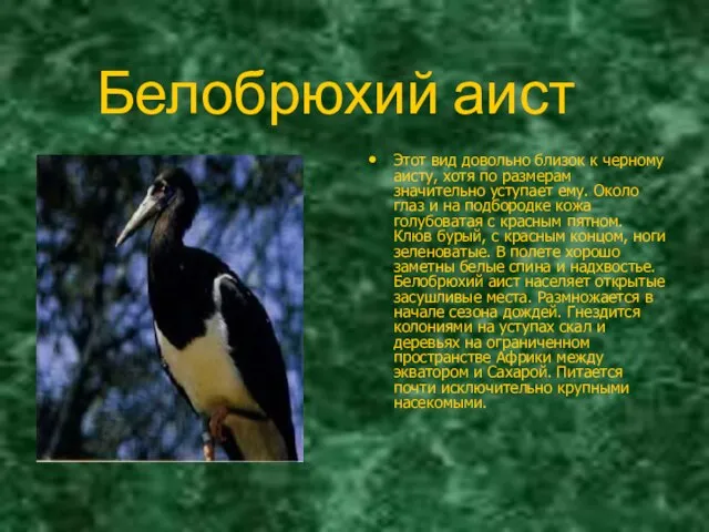 Белобрюхий аист Этот вид довольно близок к черному аисту, хотя по размерам