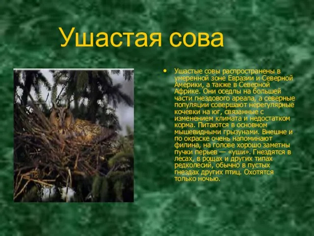 Ушастая сова Ушастые совы распространены в умеренной зоне Евразии и Северной Америки,