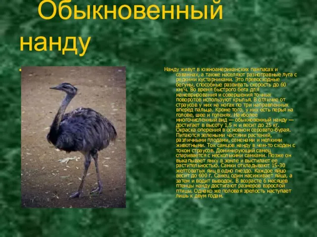 Нанду живут в южноамериканских пампасах и саваннах, а также населяют разнотравные луга