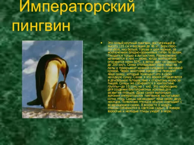 Императорский пингвин Это самый крупный пингвин, достигающий в высоту 115 см и